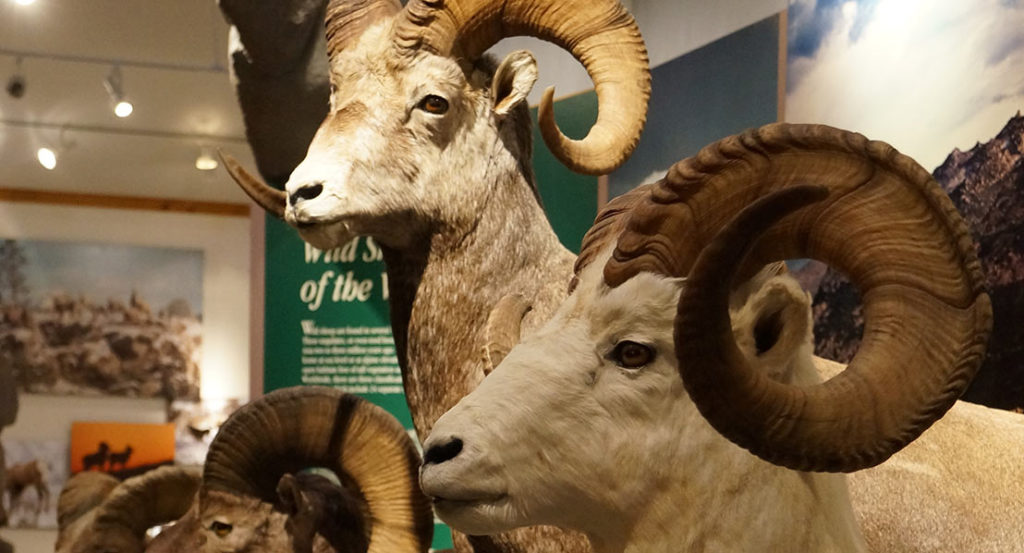 Bighorn Sheep exhibition at the National Bighorn Sheep Center near CM Ranch in Dubois WY | Wyoming dude ranch vacation