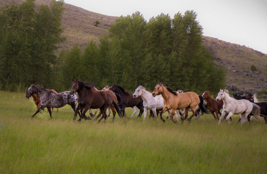 A group of wild horses run in a field near CM Ranch in Dubois, WY | Wyoming dude ranch