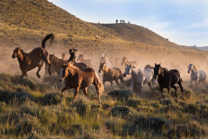 A group of riderless horses kick up dust near CM Ranch in Dubois, WY | Wyoming dude ranch