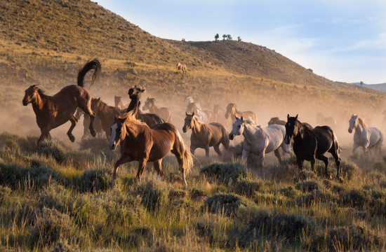 A group of riderless horses kick up dust near CM Ranch in Dubois, WY | Wyoming dude ranch