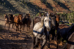 A group of riderless horses along a fence at CM Ranch in Dubois, WY | Wyoming dude ranch