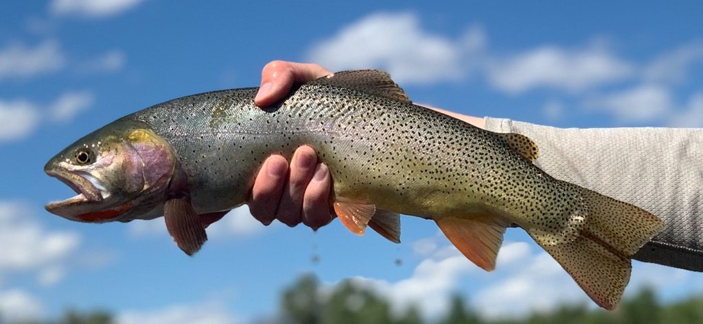 A close-up photo of a live trout just caught by a fly fisherperson