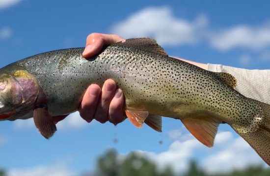 A close-up photo of a live trout just caught by a fly fisherperson