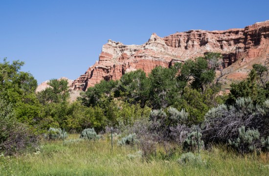 A cliff band of red rocks peeks out over greenery at CM Ranch in Dubois, WY | cabins in Dubois Wyoming