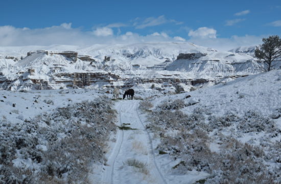 A horse grazes on a snowy winter trail