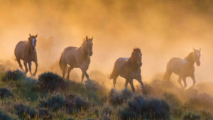 Horses running in a field with dust creating an interesting lighting effect
