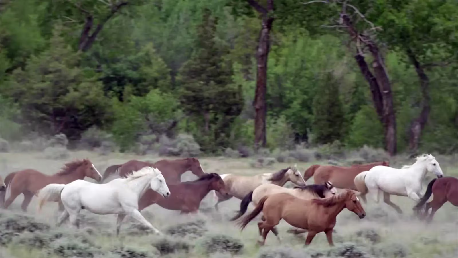Wyoming Dude Ranch in a Secluded Mountain Valley near Yellowstone